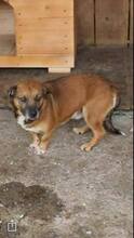 SCOOBY, Hund, Mischlingshund in Rumänien - Bild 6
