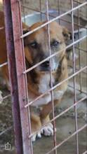 SCOOBY, Hund, Mischlingshund in Rumänien - Bild 7