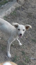 LUIS, Hund, Mischlingshund in Rumänien - Bild 1