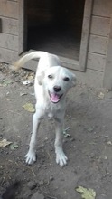 LUIS, Hund, Mischlingshund in Rumänien - Bild 2
