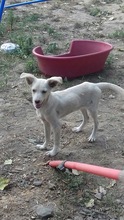 LUIS, Hund, Mischlingshund in Rumänien - Bild 3