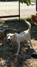 LUIS, Hund, Mischlingshund in Rumänien - Bild 4
