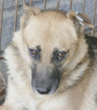 ALASKA, Hund, Mischlingshund in Rumänien - Bild 2