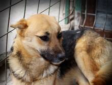 ALASKA, Hund, Mischlingshund in Rumänien - Bild 4