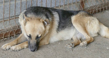 ALASKA, Hund, Mischlingshund in Rumänien - Bild 5