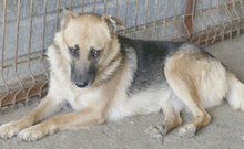 ALASKA, Hund, Mischlingshund in Rumänien - Bild 6