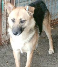 ALASKA, Hund, Mischlingshund in Rumänien - Bild 7