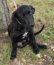 BLACKY, Hund, Mischlingshund in Kroatien - Bild 2