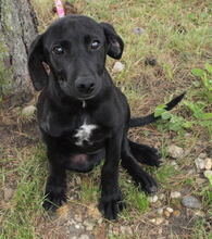 BLACKY, Hund, Mischlingshund in Kroatien - Bild 3