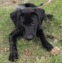 BLACKY, Hund, Mischlingshund in Kroatien - Bild 6