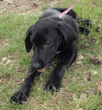 BLACKY, Hund, Mischlingshund in Kroatien - Bild 7