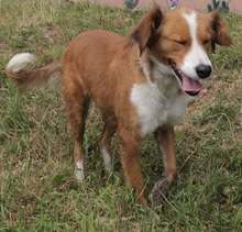 BEAUTY, Hund, Mischlingshund in Kroatien - Bild 2