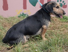BARTOL, Hund, Mischlingshund in Kroatien - Bild 8