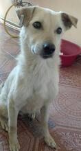 BLANCA, Hund, Mischlingshund in Rumänien - Bild 1