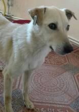 BLANCA, Hund, Mischlingshund in Rumänien - Bild 2