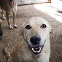 BLANCA, Hund, Mischlingshund in Rumänien - Bild 3
