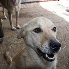 BLANCA, Hund, Mischlingshund in Rumänien - Bild 4
