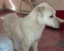 BLANCA, Hund, Mischlingshund in Rumänien - Bild 5