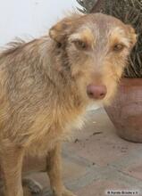 ALICE, Hund, Mischlingshund in Spanien - Bild 1