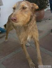 ALICE, Hund, Mischlingshund in Spanien - Bild 2