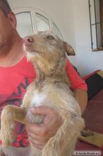 ALICE, Hund, Mischlingshund in Spanien - Bild 4