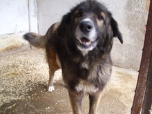 NASTYA, Hund, Mischlingshund in Ungarn - Bild 1