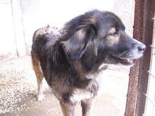 NASTYA, Hund, Mischlingshund in Ungarn - Bild 2