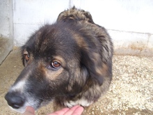 NASTYA, Hund, Mischlingshund in Ungarn - Bild 3
