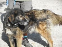 NASTYA, Hund, Mischlingshund in Ungarn - Bild 4