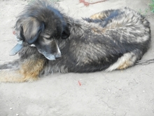 NASTYA, Hund, Mischlingshund in Ungarn - Bild 5