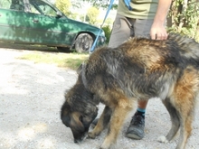NASTYA, Hund, Mischlingshund in Ungarn - Bild 6