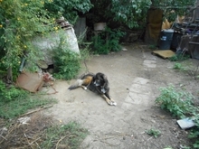 NASTYA, Hund, Mischlingshund in Ungarn - Bild 7