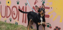 ORLANDO, Hund, Mischlingshund in Kroatien - Bild 1