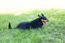ORLANDO, Hund, Mischlingshund in Kroatien - Bild 3