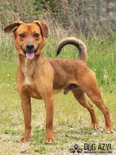 GOMEZ, Hund, Mischlingshund in Slowakische Republik - Bild 1