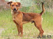 GOMEZ, Hund, Mischlingshund in Slowakische Republik - Bild 2