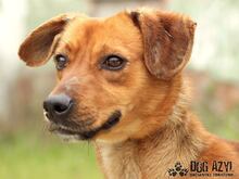 GOMEZ, Hund, Mischlingshund in Slowakische Republik - Bild 5
