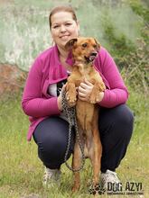 GOMEZ, Hund, Mischlingshund in Slowakische Republik - Bild 6