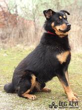 ENDY, Hund, Mischlingshund in Slowakische Republik - Bild 4