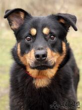 ENDY, Hund, Mischlingshund in Slowakische Republik - Bild 5