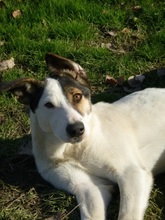 SULAYKA, Hund, Mischlingshund in Italien - Bild 1