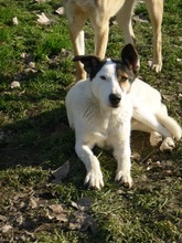 SULAYKA, Hund, Mischlingshund in Italien - Bild 2