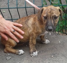 TABBI, Hund, Mischlingshund in Slowakische Republik - Bild 2