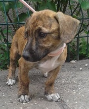 TABBI, Hund, Mischlingshund in Slowakische Republik - Bild 7