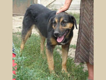 AXEL, Hund, Mischlingshund in Rumänien - Bild 3