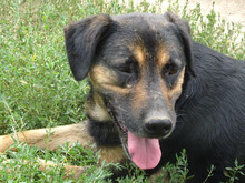 AXEL, Hund, Mischlingshund in Rumänien - Bild 4