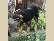 AXEL, Hund, Mischlingshund in Rumänien - Bild 6