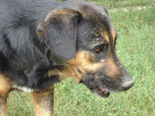 AXEL, Hund, Mischlingshund in Rumänien - Bild 7