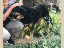 AXEL, Hund, Mischlingshund in Rumänien - Bild 9