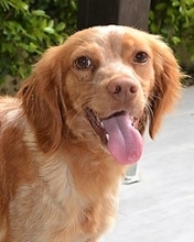 THELMA, Hund, Bretonischer Vorstehhund in Italien - Bild 1